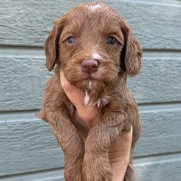 Mango BLUE EYES - Red male Bernedoodle puppy in Horseshoe Bend, Idaho from Over the Moon Poodles and Doodles