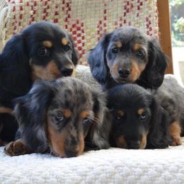 Dachshund Puppies from Longboard Dachshunds