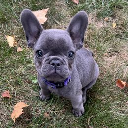 Winnie - Tricolors female French Bulldog puppy in Gaithersburg, Maryland from House of Frenchies