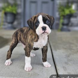 Zander - Brindle male Boxer puppy in Newville, Pennsylvania from Zimmerman's Pets