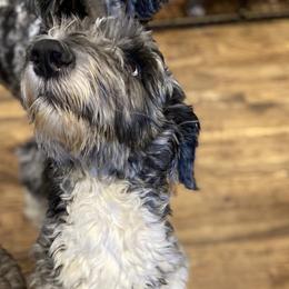 Dove - Aussiedoodle
