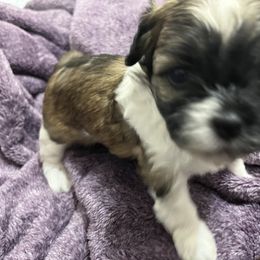 Shihpoo and Shih Tzu Puppies from Bayonne Shih Tzu’s