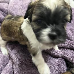 Shihpoo and Shih Tzu Puppies from Bayonne Shih Tzu’s