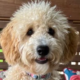 Marley - Goldendoodle