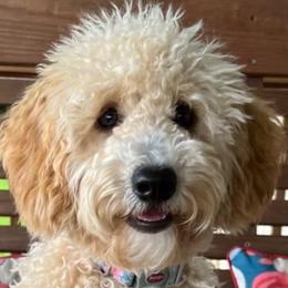 Marley - Goldendoodle