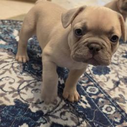 Little Ace - Fawn male French Bulldog puppy in Silver Springs, Florida from Laura Bryce