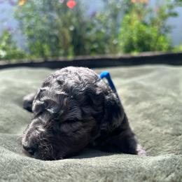 Biscuit - male Australian Mountain Doodle puppy in Sherrills Ford, North Carolina from Magnolia Grove Farms