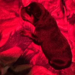 Girl 1 - Black and rust female Rottweiler puppy in Acme, Pennsylvania from Rugg’s Rotts