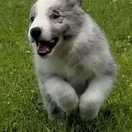 Border Collie Puppies from Bond Border Collies