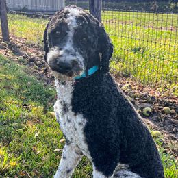 Aussiedoodles, Australian Shepherds, Pembroke Welsh Corgis, and Poodles from Morehead Family Dogs