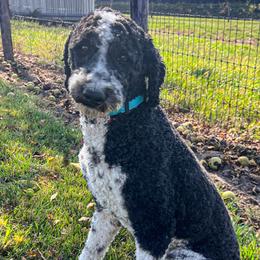 Aussiedoodles, Australian Shepherds, Pembroke Welsh Corgis, and Poodles from Morehead Family Dogs