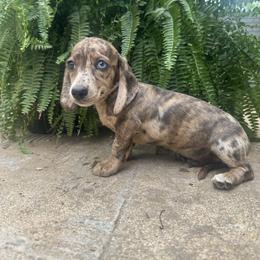 Boy 1 - Dapple male Dachshund puppy in Hope, Arkansas from Duckett Lane Dachshunds
