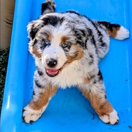 Rosey Peach - Blue merle female Australian Shepherd puppy in Arlington, Texas from Firelight Australian Shepherds