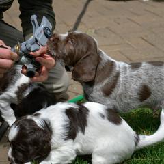 Drentsche Patrijshond and Spinone Italiano Puppies from Two Gun Kennels