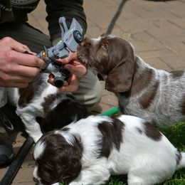 Drentsche Patrijshond and Spinone Italiano Puppies from Two Gun Kennels