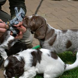 Drentsche Patrijshond and Spinone Italiano Puppies from Two Gun Kennels
