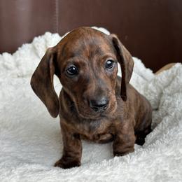Bricker - Brindle male Dachshund puppy in Crystal, Michigan from Mare-Bella Smoothcoat Edition