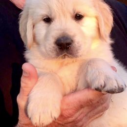 Golden Retriever Puppies from Creme Brulee Goldens