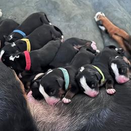 Appenzeller Sennenhund Puppies from HussarRidge