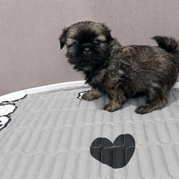 Kingston Kouture - Sable male Shih Tzu puppy in Trinity, North Carolina from Trinity Shih Tzu