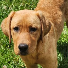 Lexi - Labrador Retriever