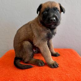 Ahsoka (Hot Pink) - Mahogany female Belgian Malinois puppy in Buckeue, Arizona from Légende Vivante Du Chief Kennel