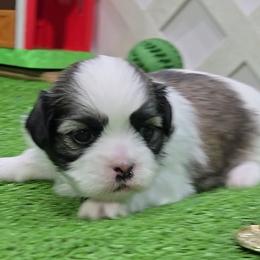 Mary - Brindle and white female Mal-Shi puppy in Aurora, Missouri from KnJ Precious Paws LLC