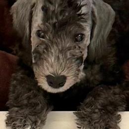 Scarlet - Blue female Bedlington Terrier puppy in Cypress, Texas from Little Starz Bedlington