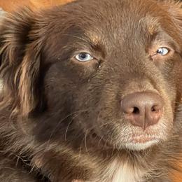 Australian Shepherds from Airo Heart Shepherds