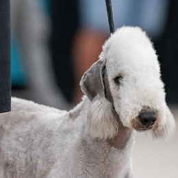 Bedlington Terriers from Three Silo Bedlington Terriers