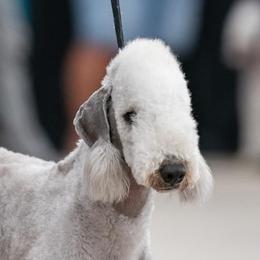 Bedlington Terriers from Three Silo Bedlington Terriers
