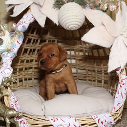 Dancer-White Female - Yellow female Labrador Retriever puppy in Twin Falls, Idaho from Whispering White Pines Labradors