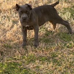 Shelly - Gray brindle female Cane Corso puppy in Laplace, Louisiana from BFM Cane Corso’s