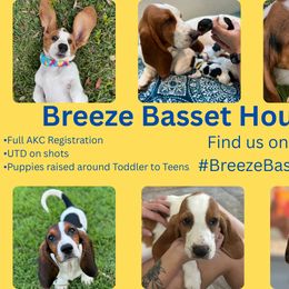 Basset Hound Puppies from Breeze Basset Hounds