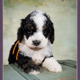 Frenchie - Black and white male Bernedoodle puppy in Connersville, Indiana from Deaz Doodle Ranch