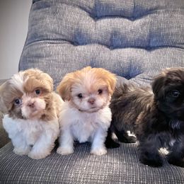Shih Tzu Puppies from P&B Tzu Tribe
