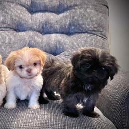 Shih Tzu Puppies from P&B Tzu Tribe