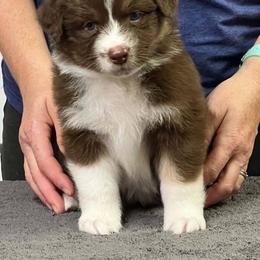 Harmony - Red tri-color female Australian Shepherd puppy in Marshall, Indiana from Larkwood Australian Shepherds