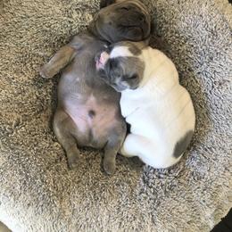 French Bulldog Puppies from French Blu’s