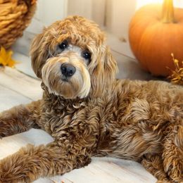 Lilly - Goldendoodle