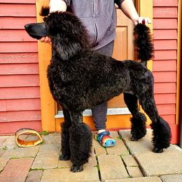 Poodle Puppies from Sapphire Poodles