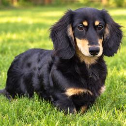 Matilda - Dachshund