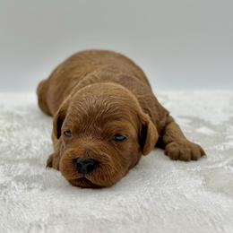 Caramel - Apricot female Cavapoo puppy in La Vernia, Texas from Texas Teddy Bears