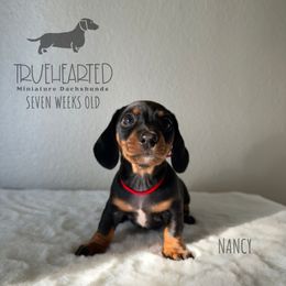 Nancy - Black and tan female Dachshund puppy in Royse City, Texas from Truehearted Miniature Dachshunds