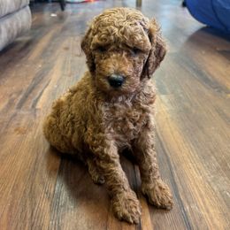 Heron (green collar) - Red  Poodle puppy in Greensboro, North Carolina from Joyful Poodles