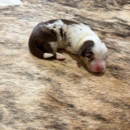 HONEY - Red merle female Australian Shepherd puppy in Pendleton, Oregon from High West Aussies