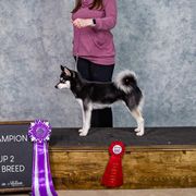 Juneau - Alaskan Klee Kai