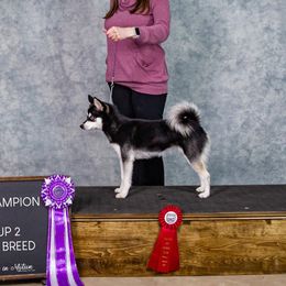 Juneau - Alaskan Klee Kai