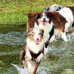 Australian Shepherds from Awesome Wigglin Aussies