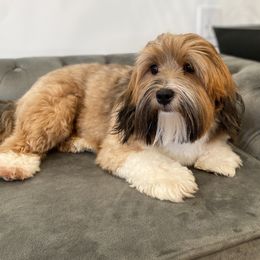 Groot - Havanese